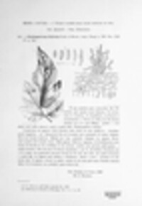 Fulvia fulva image